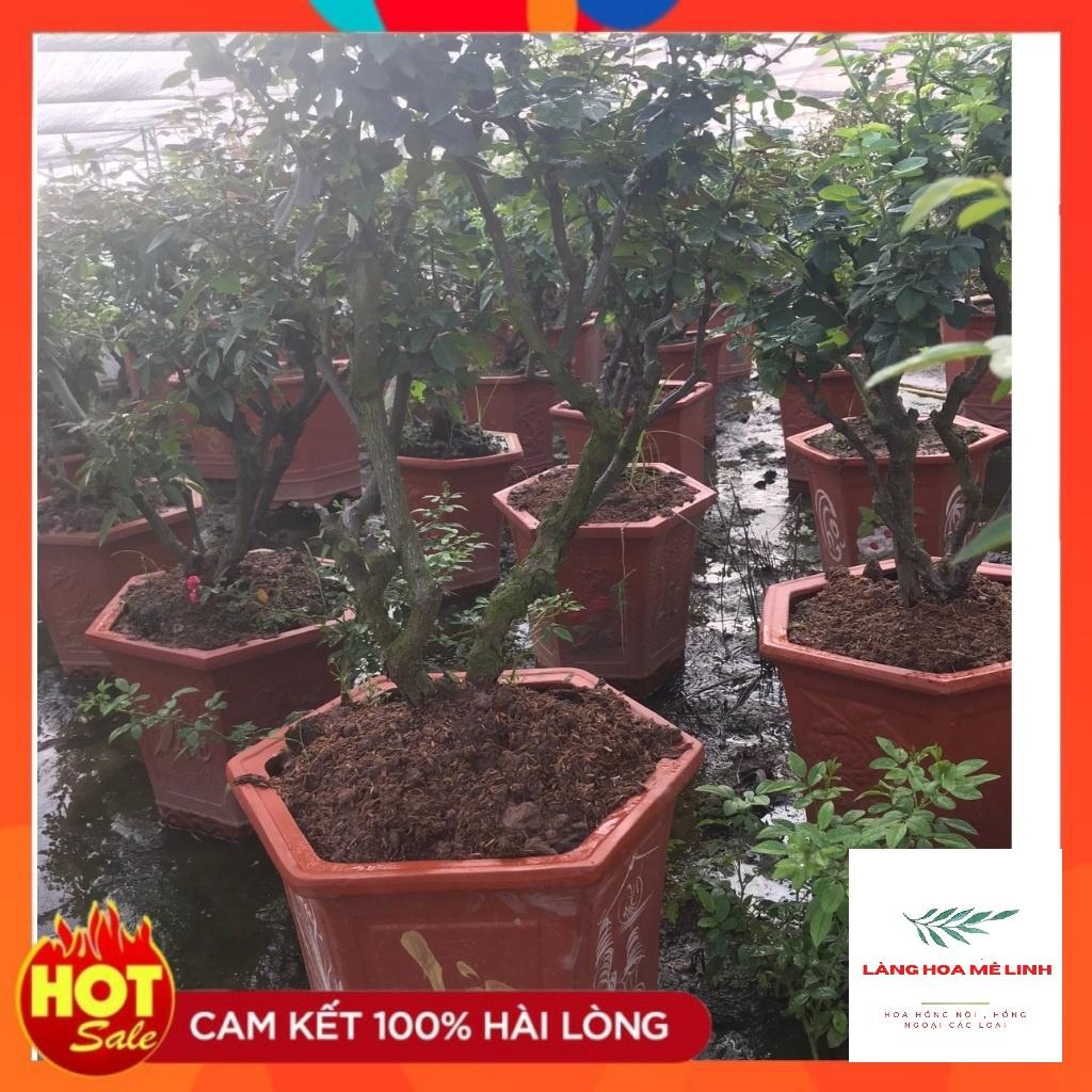 Hoa hồng bonsai– Hoa hồng thế nghệ thuật dành cho người yêu hoa.