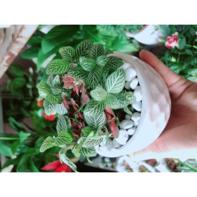 Chậu Cây Lá May Mắn