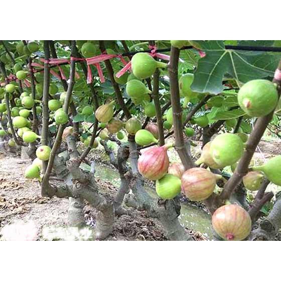 Hạt giống sung Mỹ 5 hạt/ gói