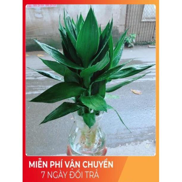 Chậu Phát Tài Búp Sen