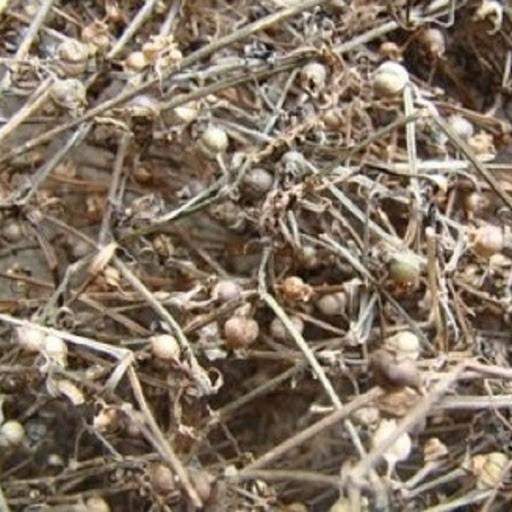 cây bạch hoa xà thiệt thảo khô 1kg