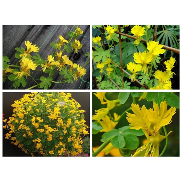 Hạt giống Hoa Cánh Phượng Leo - 4 Hạt
