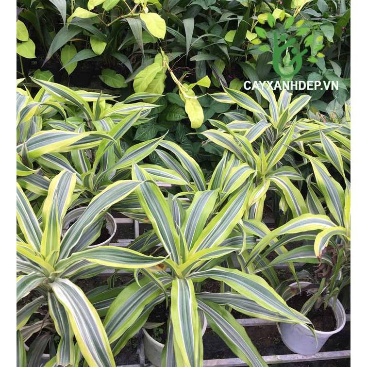 CHẬU CÂY PHÁT TÀI NAM MỸ