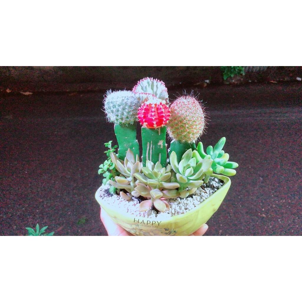 Chậu Cây Xương Rồng Tiểu Cảnh