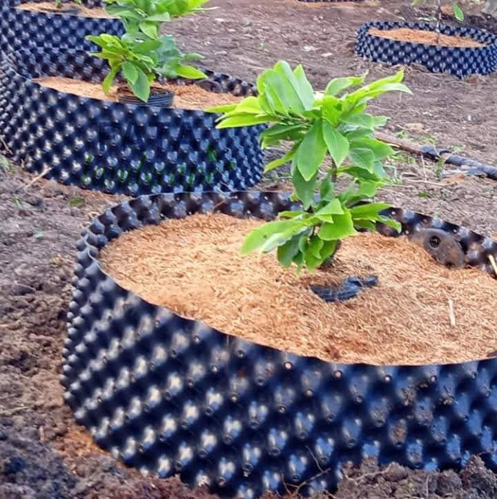 Bầu ươm cây V6 60 cm dài 50m  dày 0.6mm