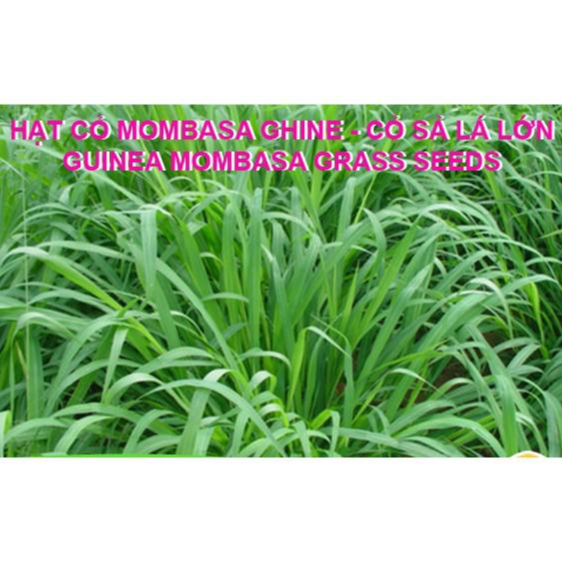 Hạt giống cỏ Mombasa ghine - cỏ sả lá lớn - cỏ chăn nuôi ( 500g)