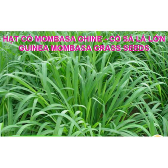 Hạt giống cỏ Mombasa ghine - cỏ sả lá lớn - cỏ chăn nuôi