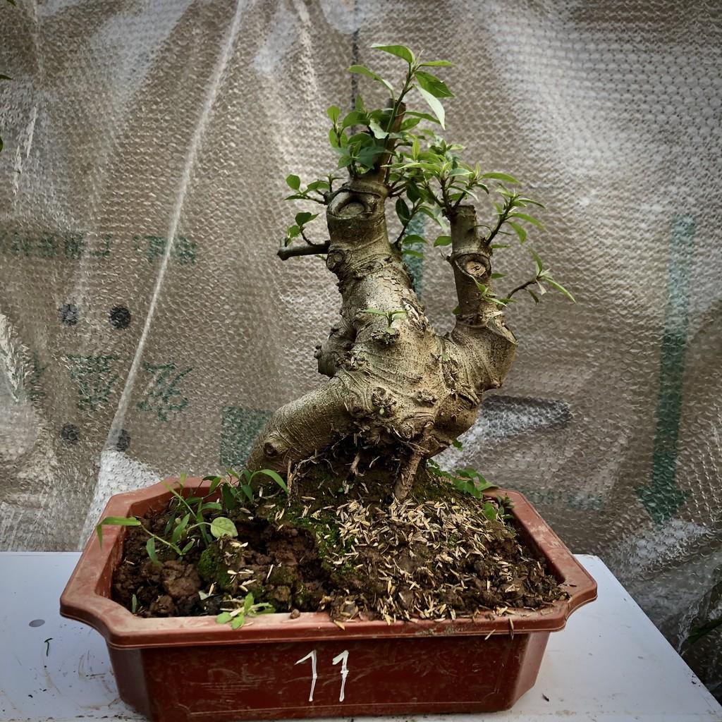 Cây sung bonsai ảnh thật 1-12 tùy chọn