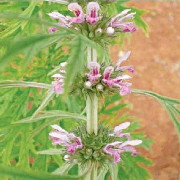 Hạt giống cây Ích mẫu -  50 hạt/gói