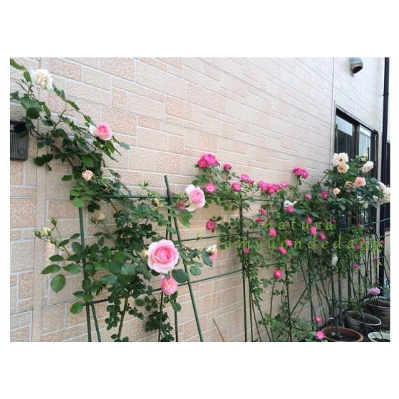 COMBO 5 Ống Thép Bọc Nhựa Dùng làm Khung Đỡ,Giá Đỡ Hoa Hồng Leo,Giàn Leo Bầu Bí Mướp,Khung cây thép