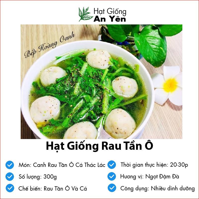 Hạt giống Rau Tần Ô rau Cải Cúc thu hoạch sớm, dễ trồng, nảy mầm cao, sinh trưởng khoẻ