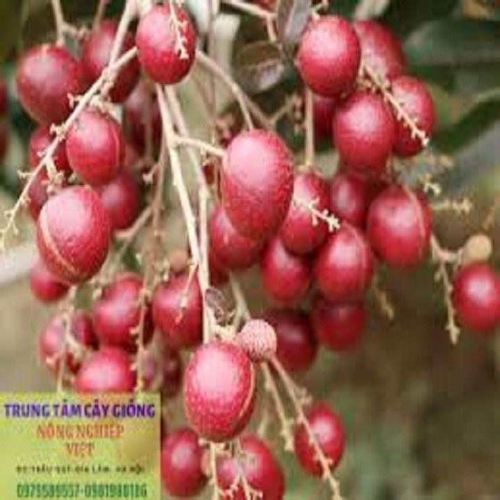 CÂY GIỐNG NHÃN TÍM