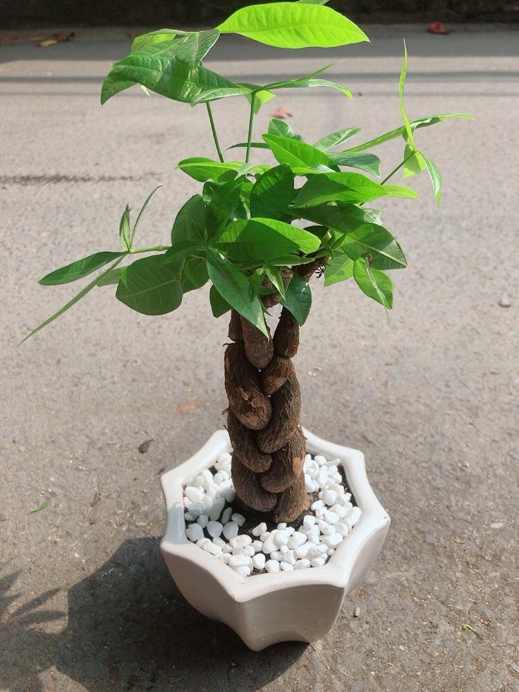 Chậu Cây Kim Ngân Thắt Bính