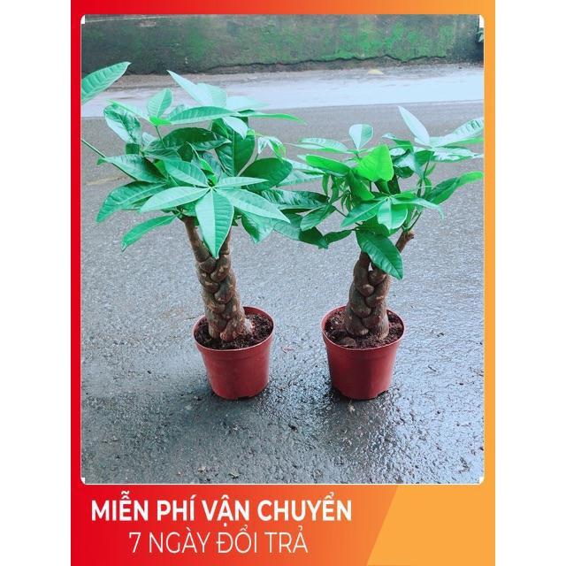 Kim Ngân Thắt Bính 3 Thân