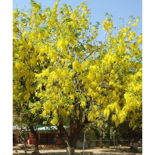 Hạt giống hoa muông hoàng yến CT34 - Gói 20 hạt