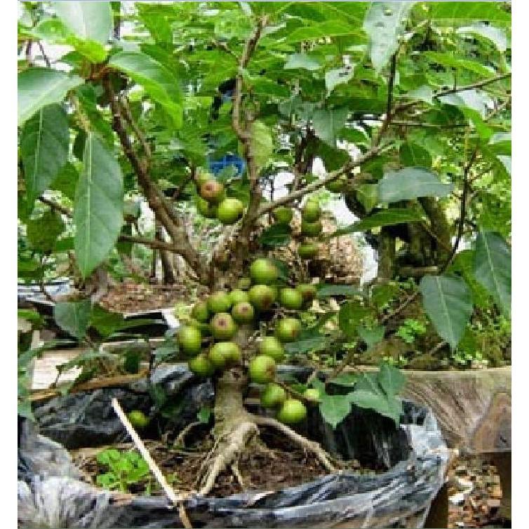 Hạt giống sung bonsai - 10 hạt/gói