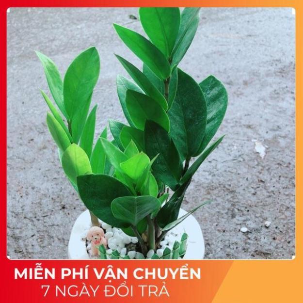 Chậu Kim Tiền Thái