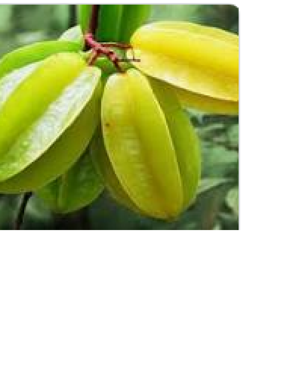 Sản phẩm Cây Ăn Trái cây giống khế ngọt sai quả