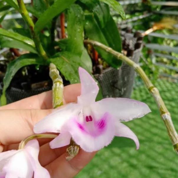 Hoa phong lan- giả hạc mắt cua + 700g phân thỏ hữu cơ ki mập khỏe ấm chậu