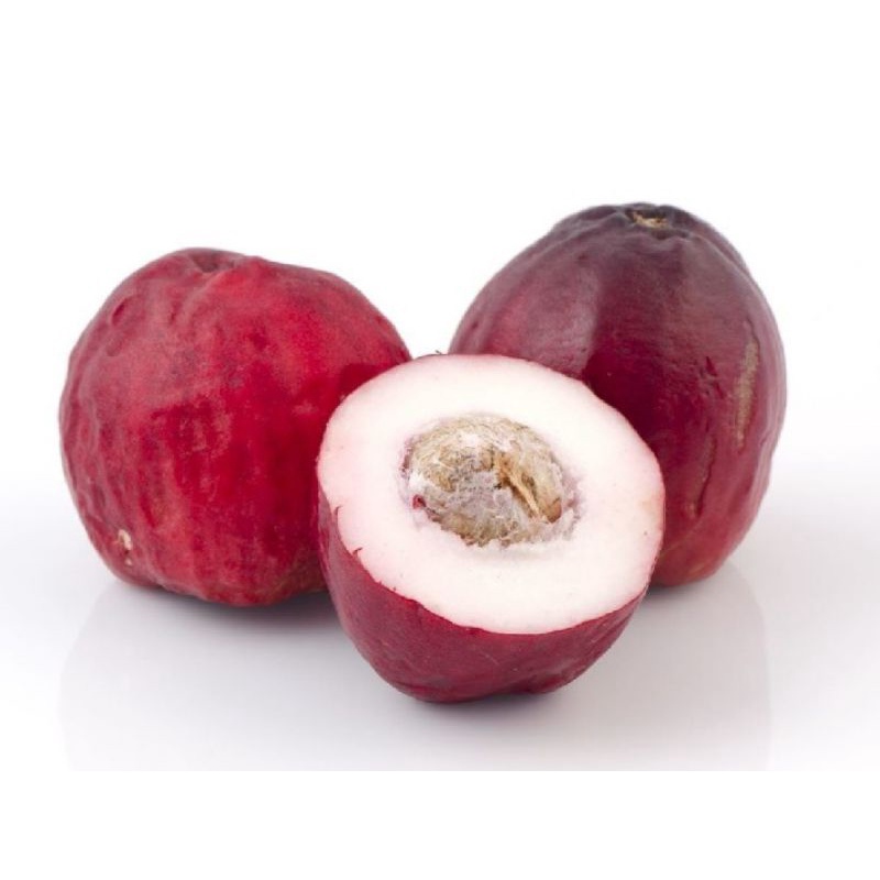 Cây Mận Điều Đỏ Giống