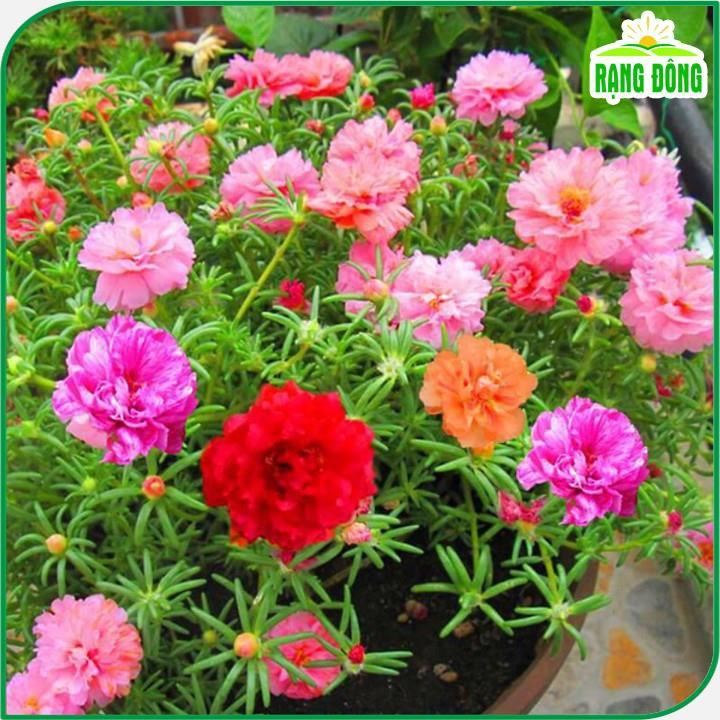 Hạt giống Hoa Mười Giờ Nhiều Màu Rd 810 (0,03g~150 hạt) trồng quanh năm, hoa nở liên tục mỗi sáng - Hạt giống Rạng Đông