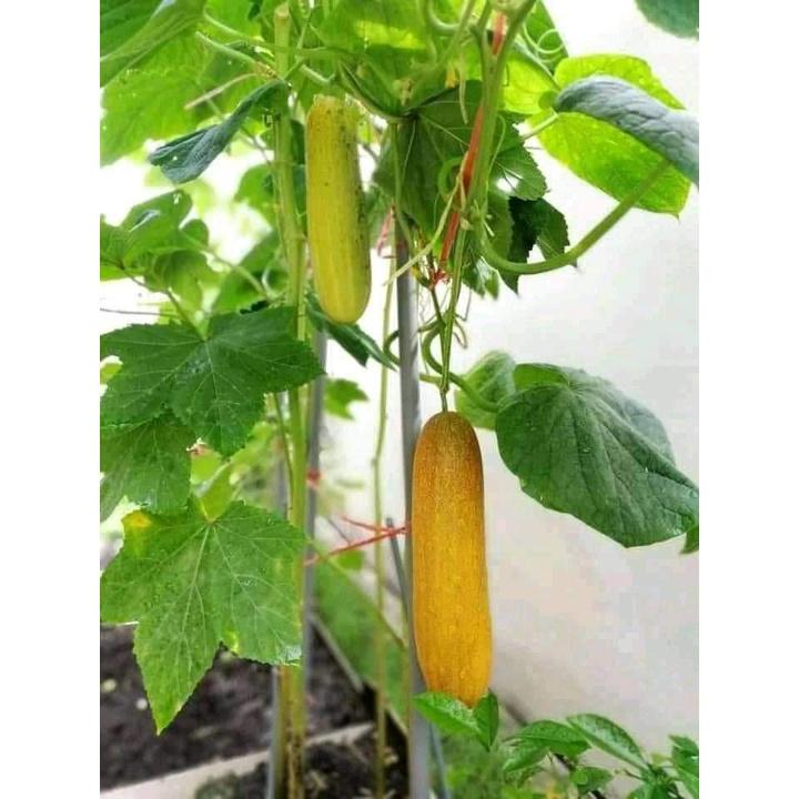 Hạt giống Dưa Chuột Đá F1 - 1 gói 10 hạt