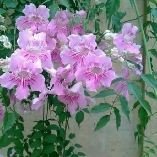 CHẬU CÂY GIỐNG HOA LEO HỒNG THIÊN HƯƠNG