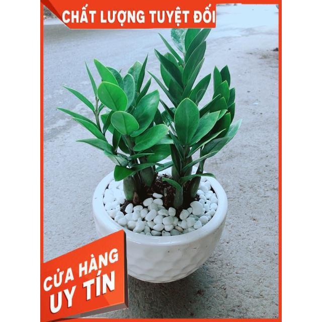 Chậu Kim Tiền
