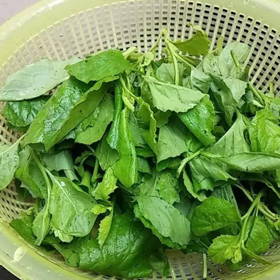 Hạt giống rau cải trời - gói 100 hạt