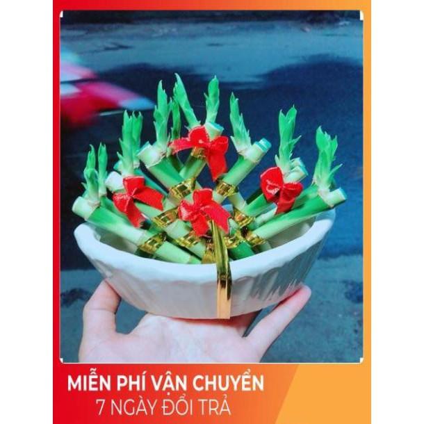 Chậu Trúc Phát Tài Thuyền May Mắn