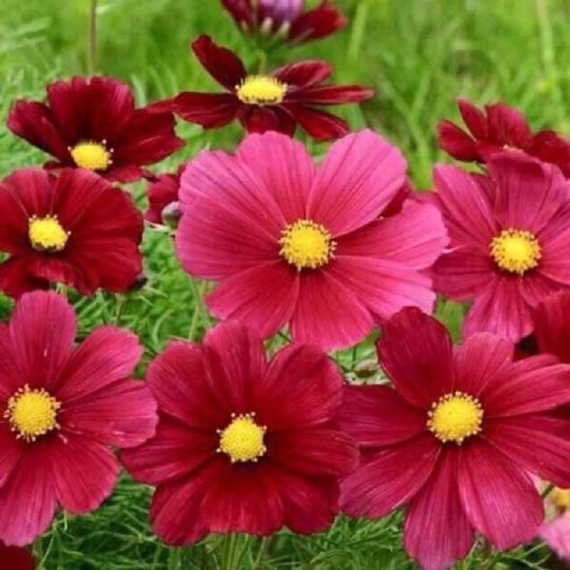 Hạt Giống Hoa Cánh Bướm Màu Đỏ