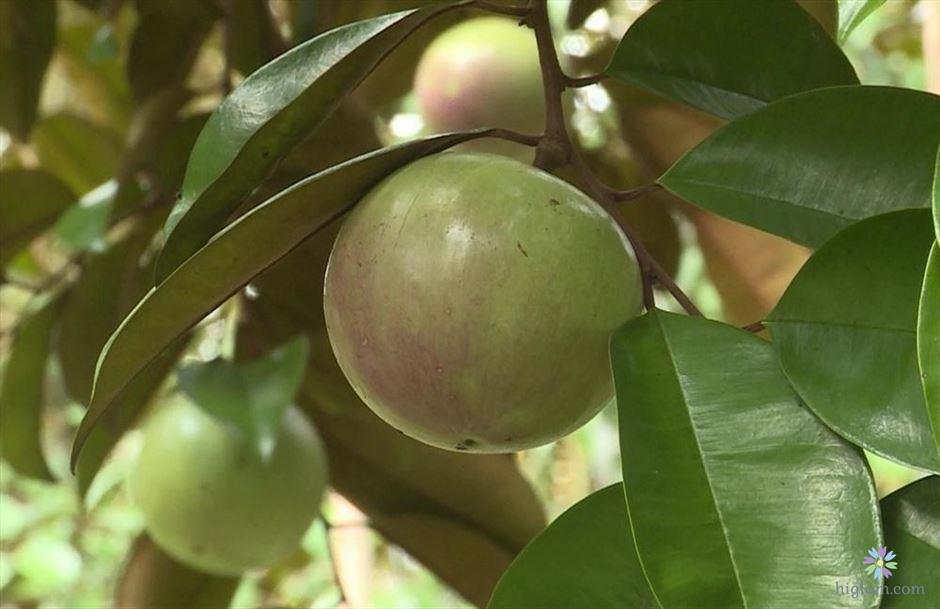 Cây giống Vú Sữa lò rèn giống