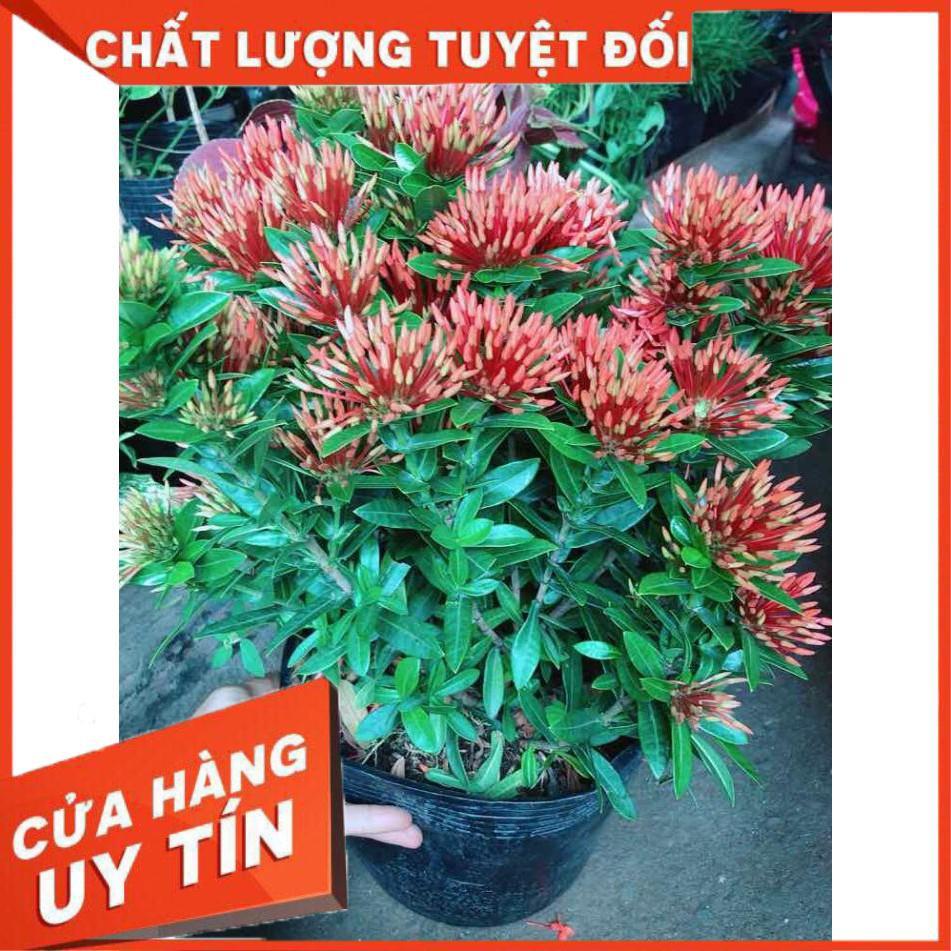 Cây trang thái đỏ Nhiều Người Mua