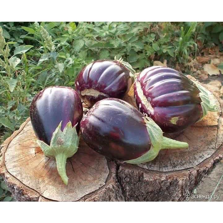 Hạt giống cà tím khía Thái Lan F1 KNS359 - Gói 0.3gram