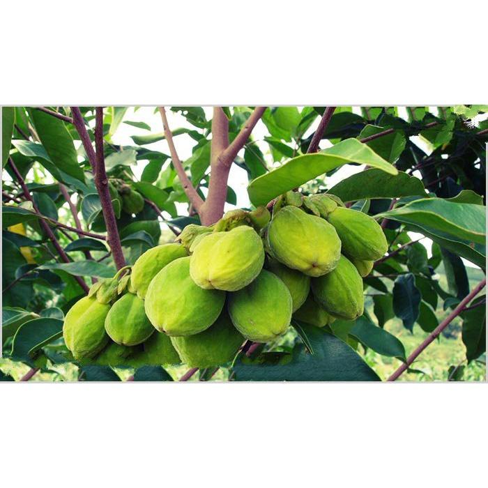 Cây giống Trầm Hương .