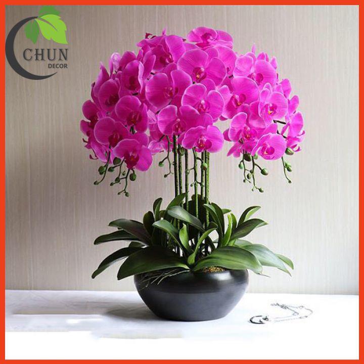 Chậu Lan Giả, Chậu Lan Hồ Điệp Cao 60cm Tán Tròn 360 Độ Trang Trí Nhà Cửa, Cửa Hàng, Văn Phòng, Lớp Học