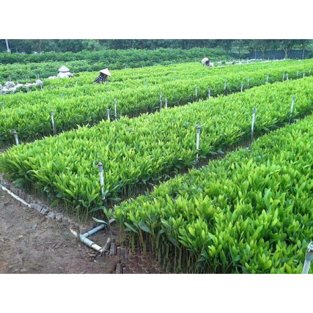 Giống Cây Keo Lá Chàm lấy gỗ- 10 cây