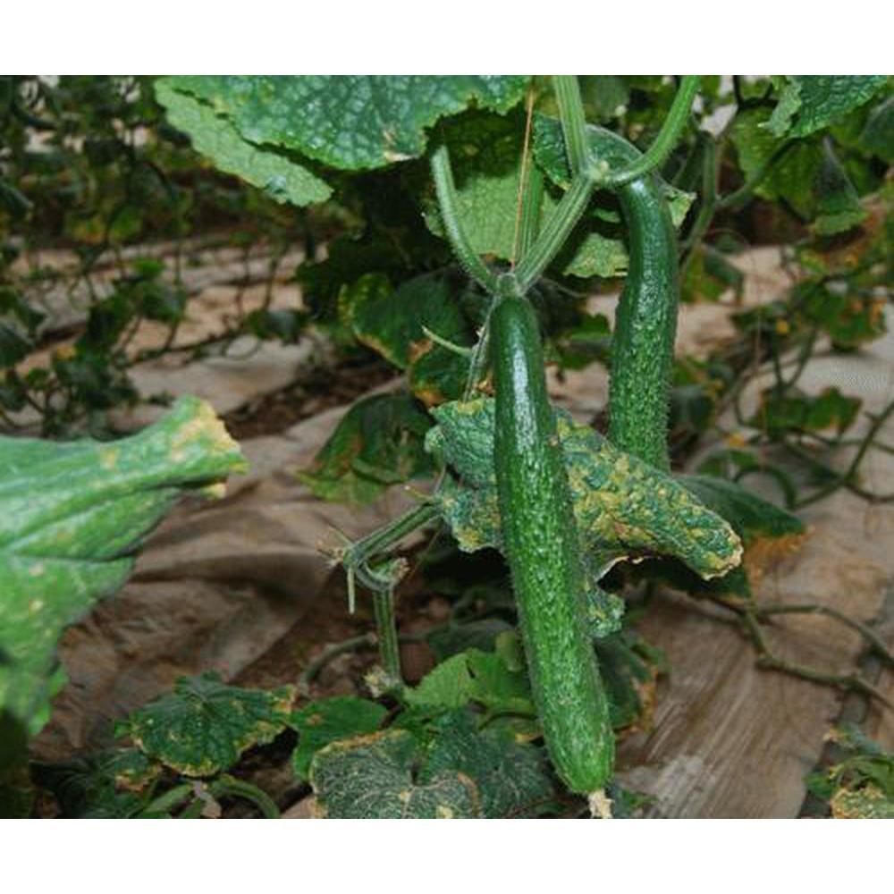 HẠT GIỐNG DƯA NẾP LAI GÓI 10G - SIÊU NGON