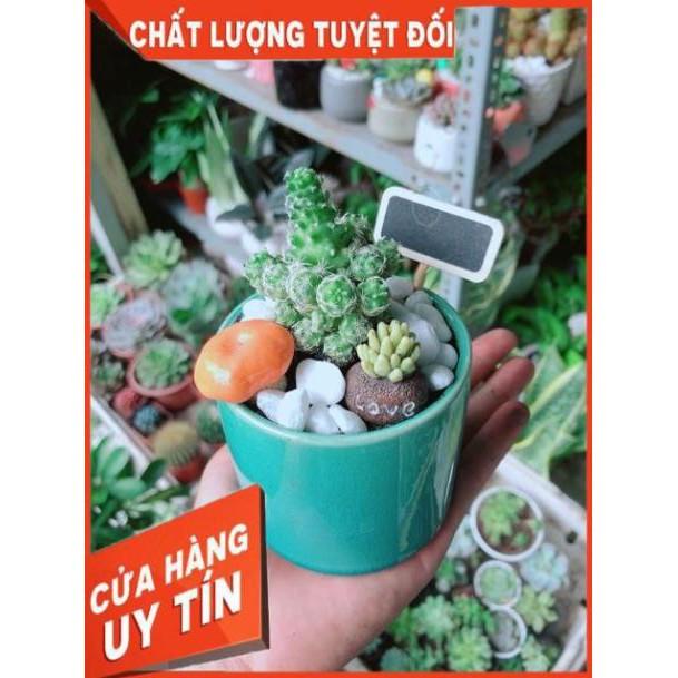 Chậu Xương Rồng Tiểu Cảnh