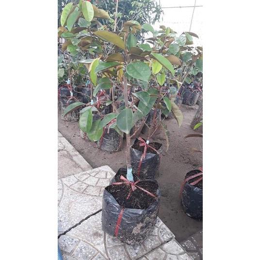Cây giống Vú Sữa lò rèn giống