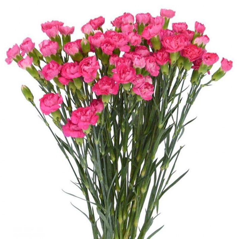 Hoa câm chương nhanh Dalat Hasfarm Màu đỏhồng