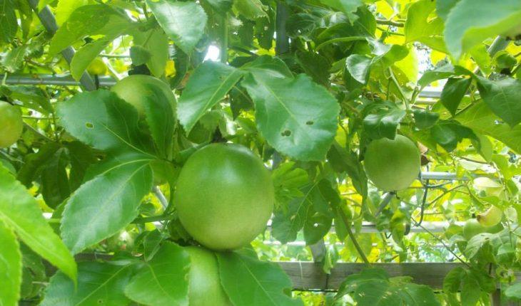 CÂY giống Chanh Leo tím