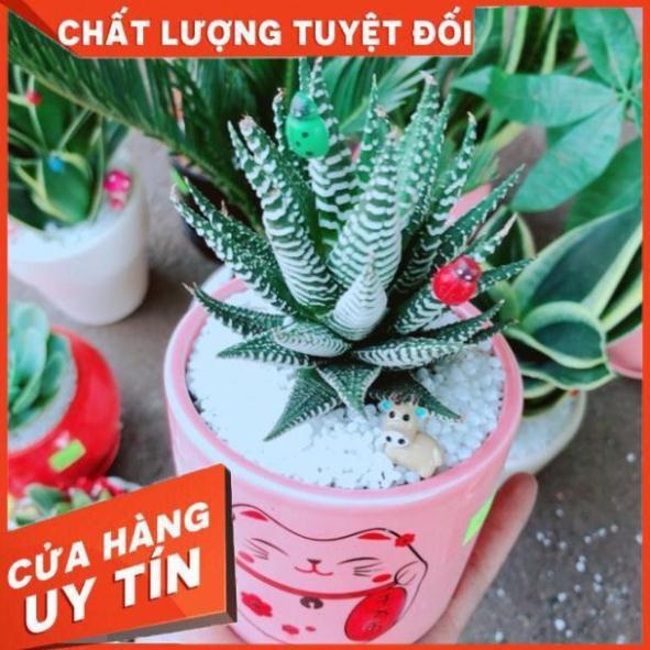 Chậu móng rồng