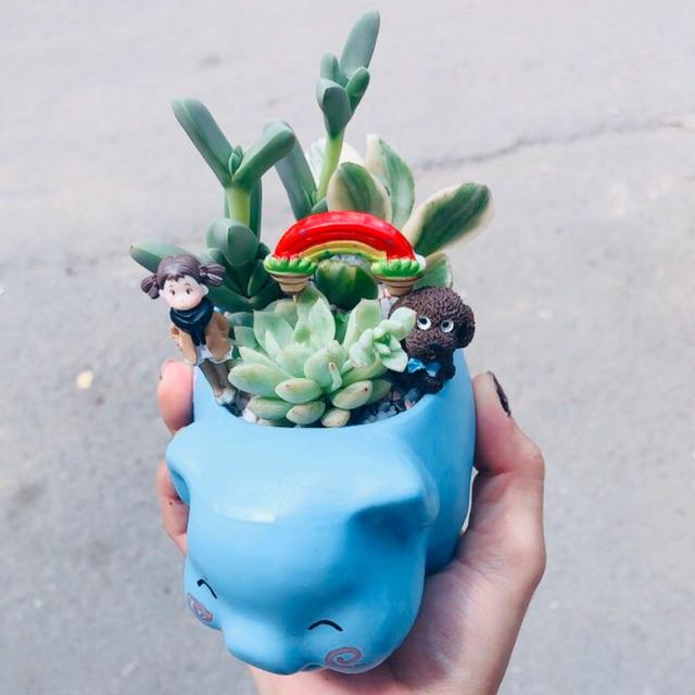 Chậu tiểu cảnh sen đá 01