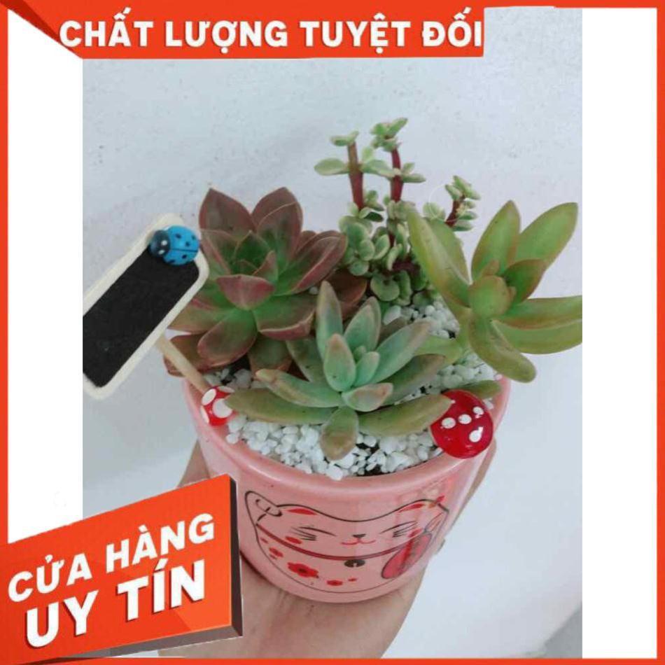 Chậu sen đá mèo may mắn Nhiều Người Mua