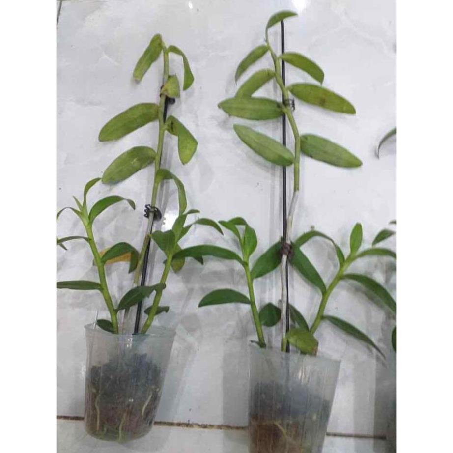 Hoa phong lan Hawai trắng xưa