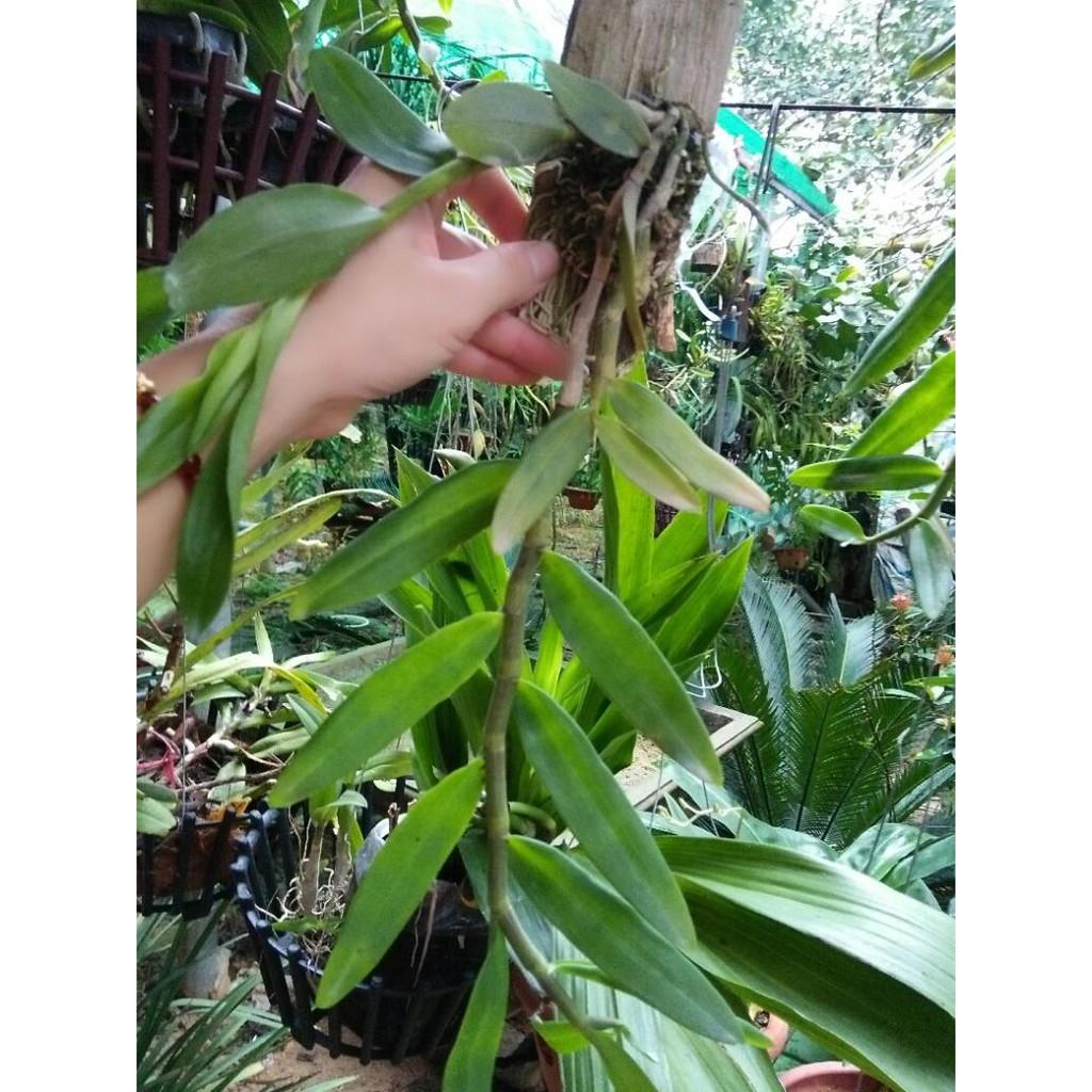 Hoa phong lan phi điệp tím thái