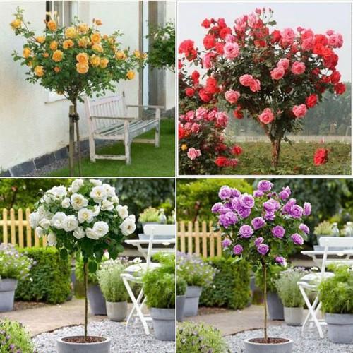 Bộ 3 gói Hạt giống hoa hồng thân gỗ nhiều màu - kèm gói kích thích hạt nảy mầm