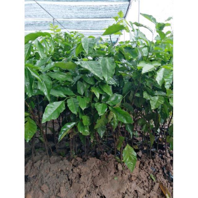 Sản phẩm CÂY QUẤT HỒNG BÌ