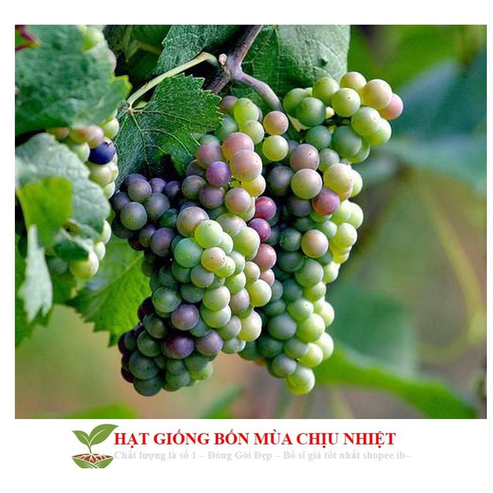 GÓI 10 HẠT GIỐNG NHO CẦU VỒNG